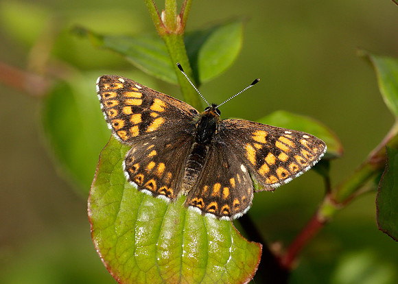 Duke of Burgundy Hamearis lucina