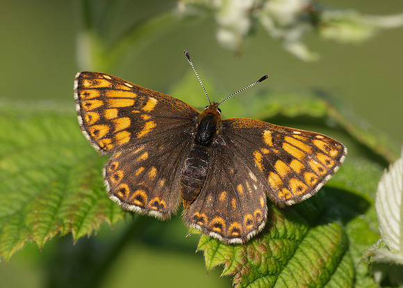 Duke of Burgundy Hamearis lucina