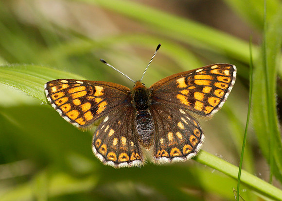 Duke of Burgundy Hamearis lucina