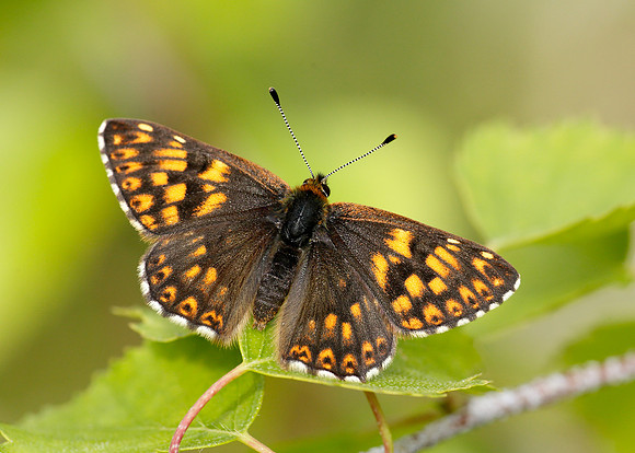 Duke of Burgundy Hamearis lucina