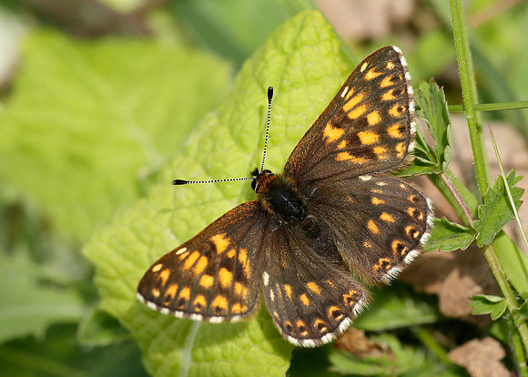 Duke of Burgundy Hamearis lucina