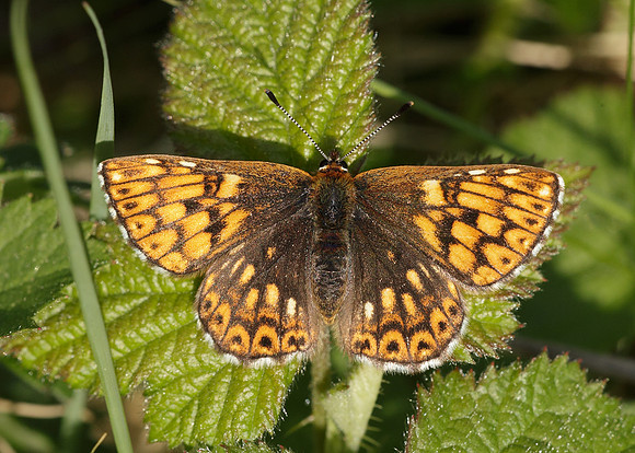 Duke of Burgundy Hamearis lucina