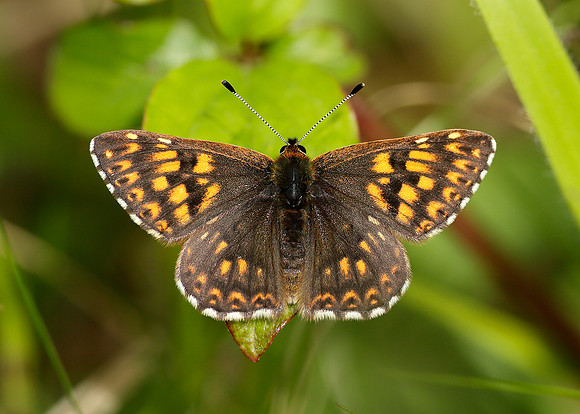 Duke of Burgundy Hamearis lucina