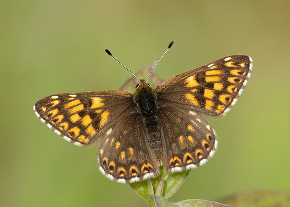 Duke of Burgundy Hamearis lucina