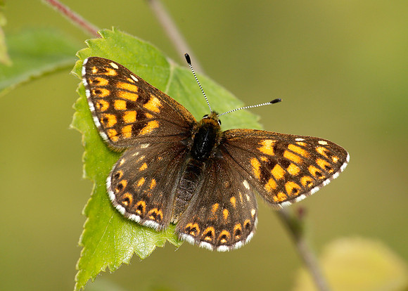 Duke of Burgundy Hamearis lucina