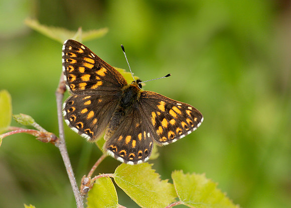 Duke of Burgundy Hamearis lucina