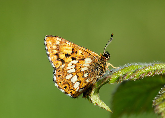 Duke of Burgundy Hamearis lucina