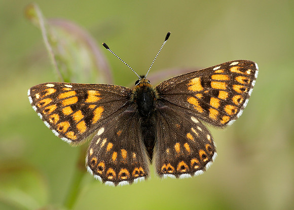 Duke of Burgundy Hamearis lucina