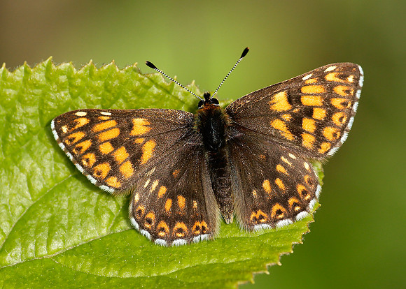 Duke of Burgundy Hamearis lucina