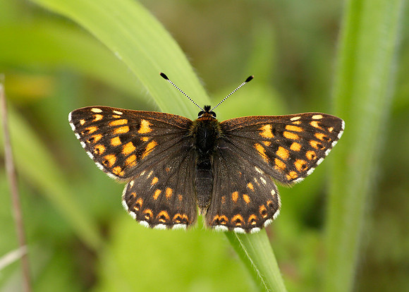 Duke of Burgundy Hamearis lucina