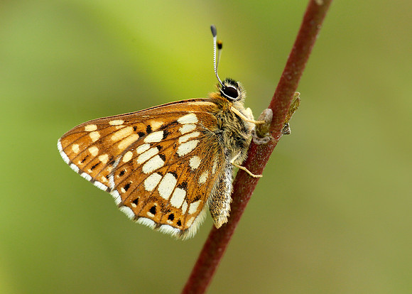 Duke of Burgundy Hamearis lucina