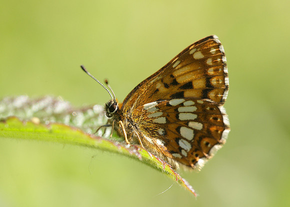 Duke of Burgundy Hamearis lucina