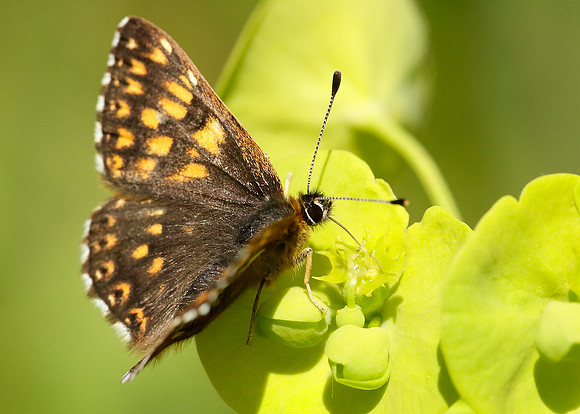 Duke of Burgundy Hamearis lucina