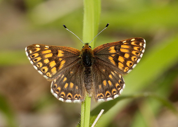 Duke of Burgundy Hamearis lucina