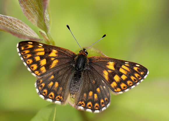 Duke of Burgundy Hamearis lucina