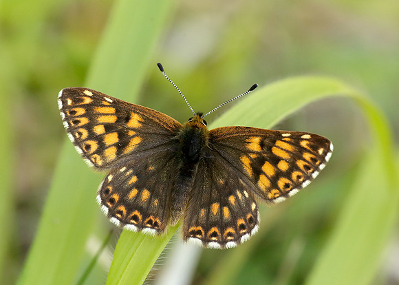 Duke of Burgundy Hamearis lucina