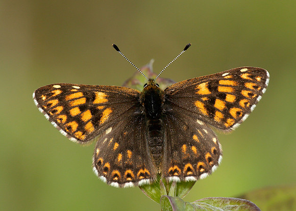 Duke of Burgundy Hamearis lucina