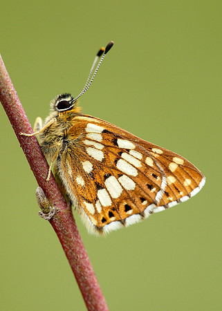 Duke of Burgundy Hamearis lucina