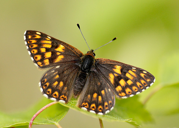 Duke of Burgundy Hamearis lucina