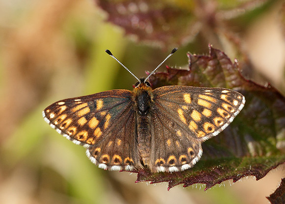 Duke of Burgundy Hamearis lucina