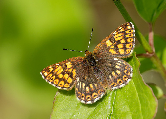 Duke of Burgundy Hamearis lucina