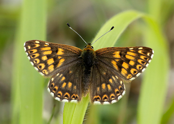 Duke of Burgundy Hamearis lucina