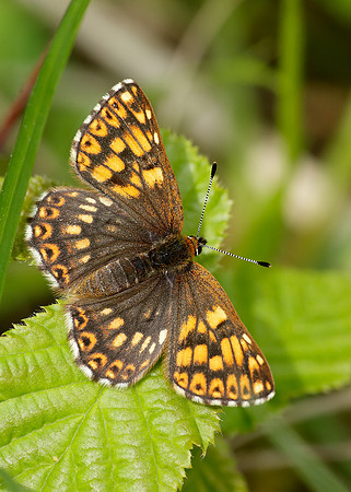 Duke of Burgundy Hamearis lucina