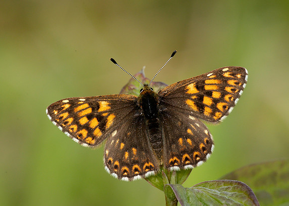 Duke of Burgundy Hamearis lucina