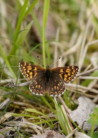 Duke of Burgundy Hamearis lucina