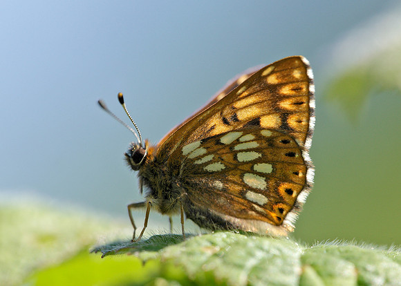 Duke of Burgundy Hamearis lucina