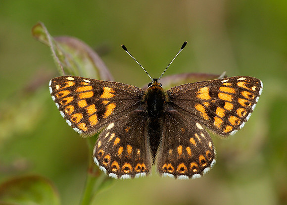 Duke of Burgundy Hamearis lucina