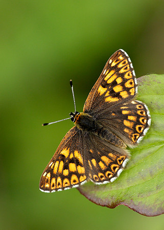 Duke of Burgundy Hamearis lucina