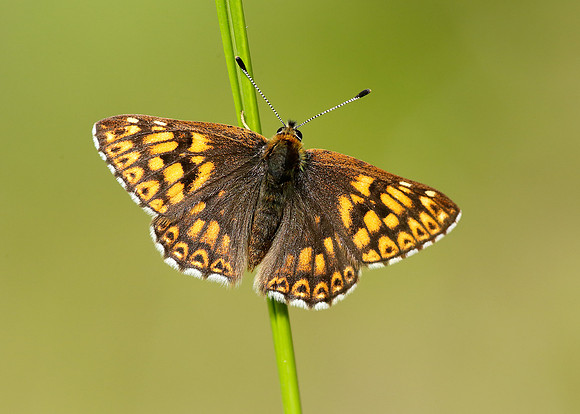 Duke of Burgundy Hamearis lucina