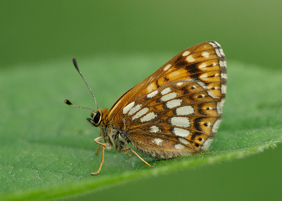 Duke of Burgundy Hamearis lucina