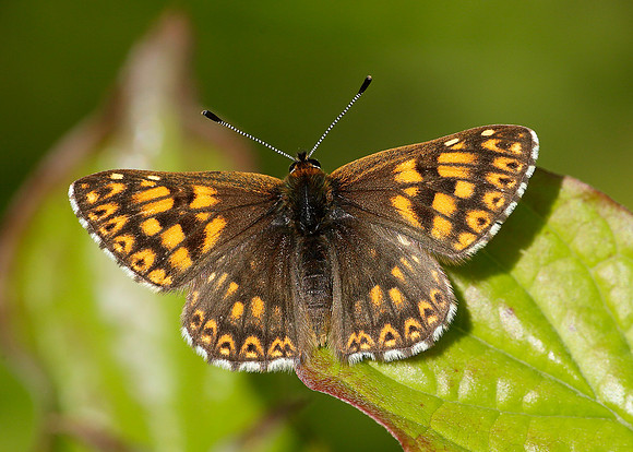 Duke of Burgundy Hamearis lucina