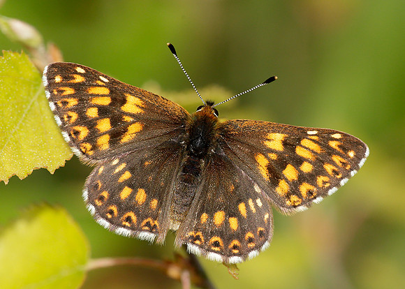 Duke of Burgundy Hamearis lucina