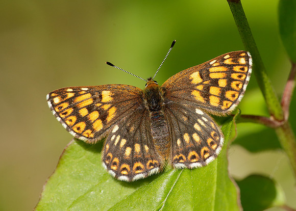 Duke of Burgundy Hamearis lucina