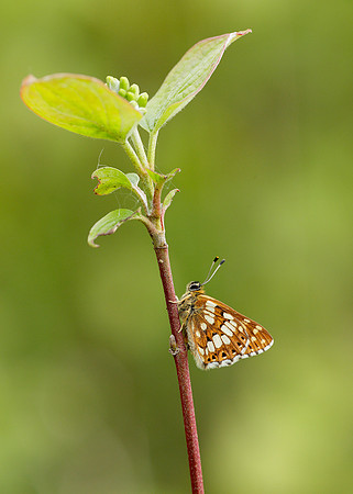 Duke of Burgundy Hamearis lucina