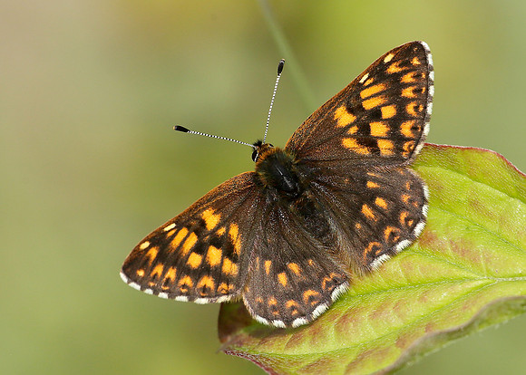Duke of Burgundy Hamearis lucina