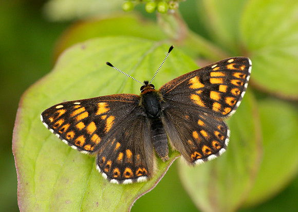 Duke of Burgundy Hamearis lucina