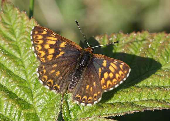 Duke of Burgundy Hamearis lucina