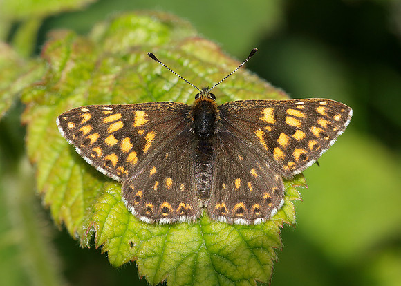 Duke of Burgundy Hamearis lucina