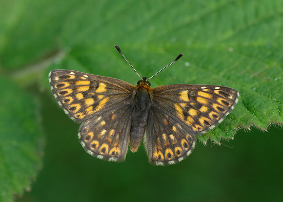 Duke of Burgundy Hamearis lucina