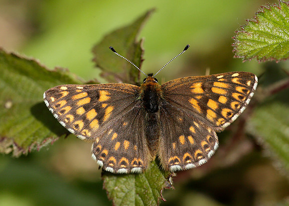Duke of Burgundy Hamearis lucina