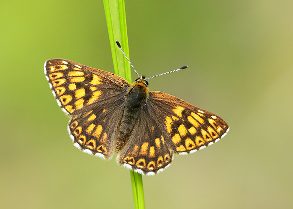 Duke of Burgundy Hamearis lucina