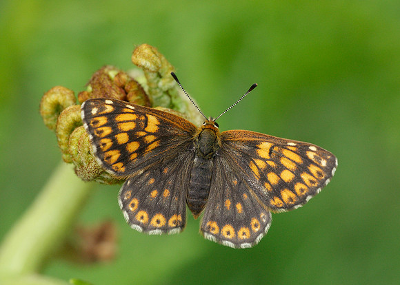 Duke of Burgundy Hamearis lucina