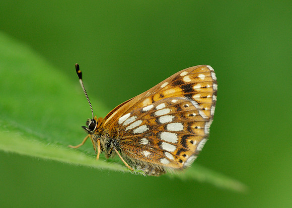 Duke of Burgundy Hamearis lucina