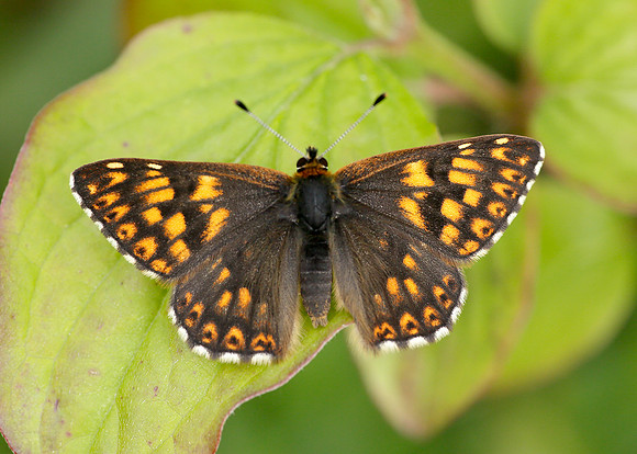 Duke of Burgundy Hamearis lucina