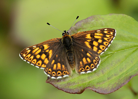 Duke of Burgundy Hamearis lucina