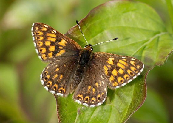 Duke of Burgundy Hamearis lucina